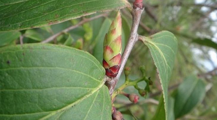 雀嘴茶 茶树