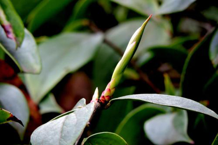 雀嘴茶 茶树