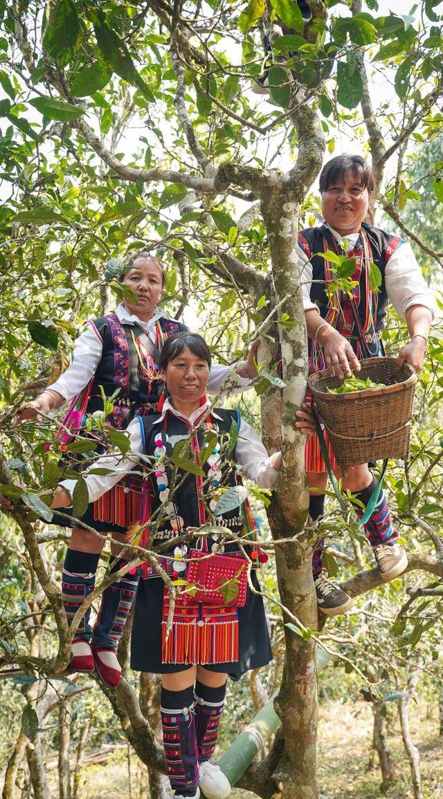 勐海茶山 广别新寨举办茶王树祭祀及2019春茶