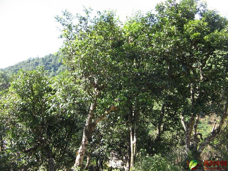 普洱茶山 革登古茶山