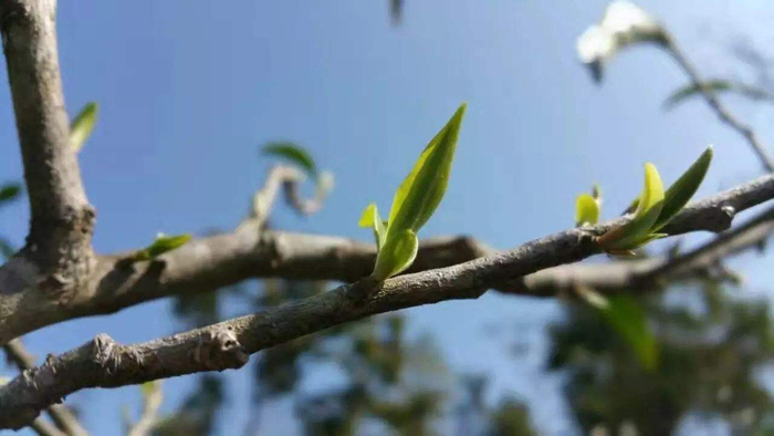 倚邦古树茶