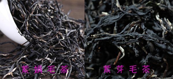 紫娟干茶和紫芽干茶的区别