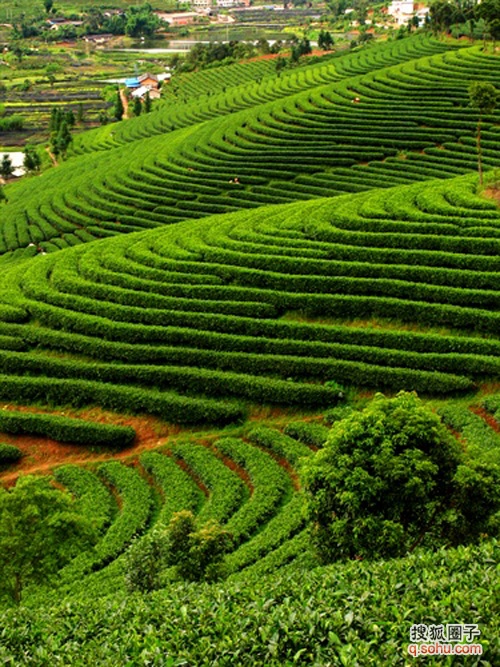 营盘山 万亩生态茶园 营盘山 万亩生态茶园