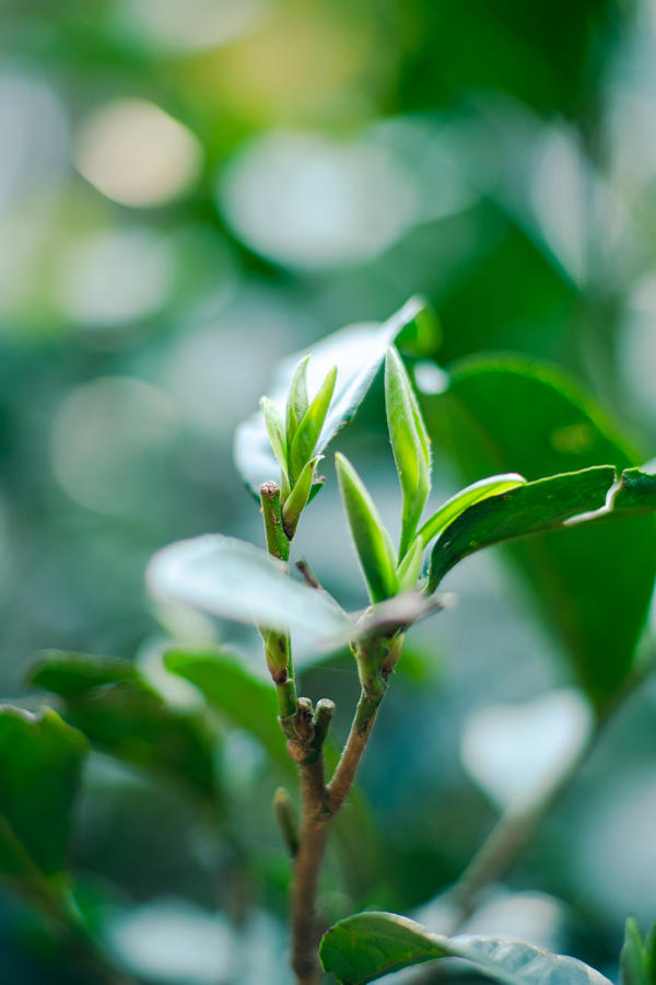 干旱对普洱茶的影响