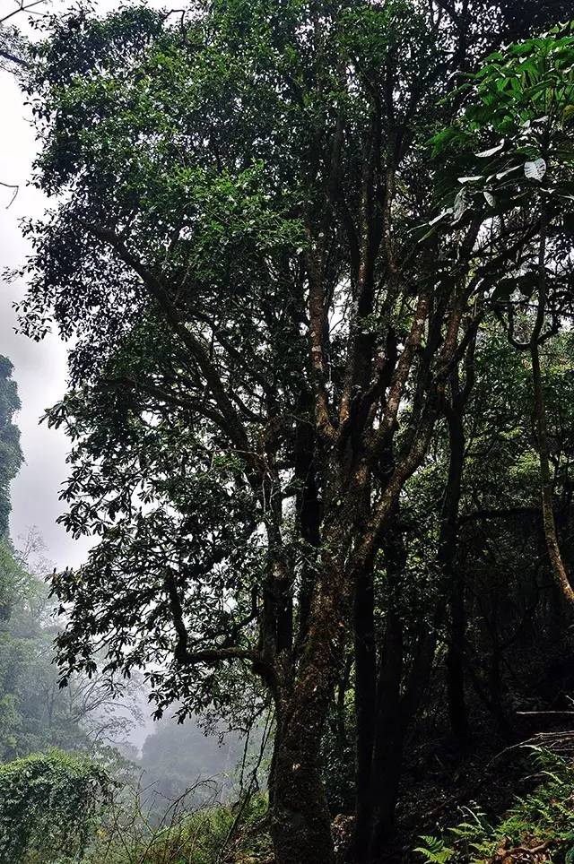 板山茶王树