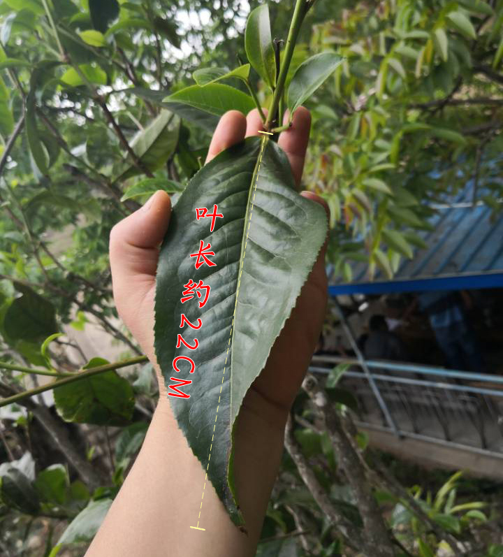 云南大叶种 叶长22CM