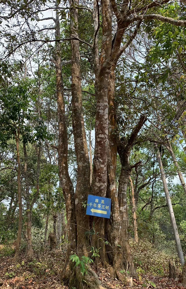 易武 麻黑
