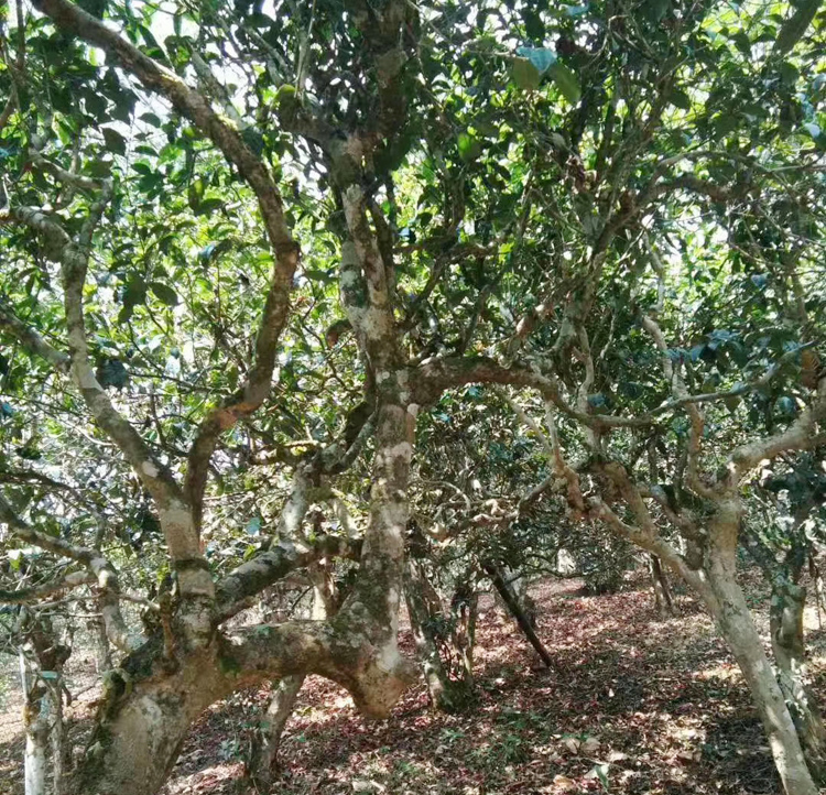 版纳茶区 曼糯古茶山 