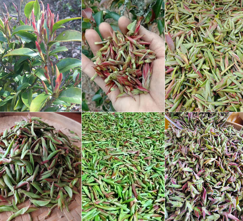 野生紫芽苞茶树