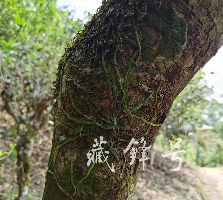 茶树寄生植物