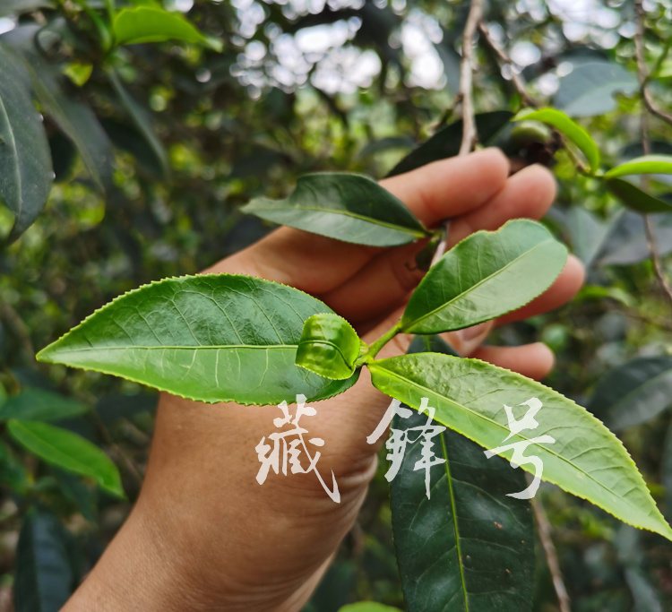 古树茶叶片