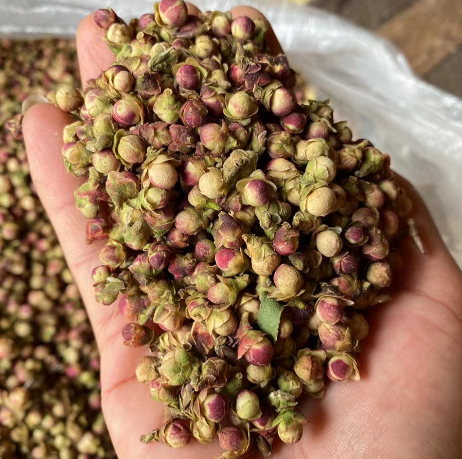 紫茶花苞 紫芽苞