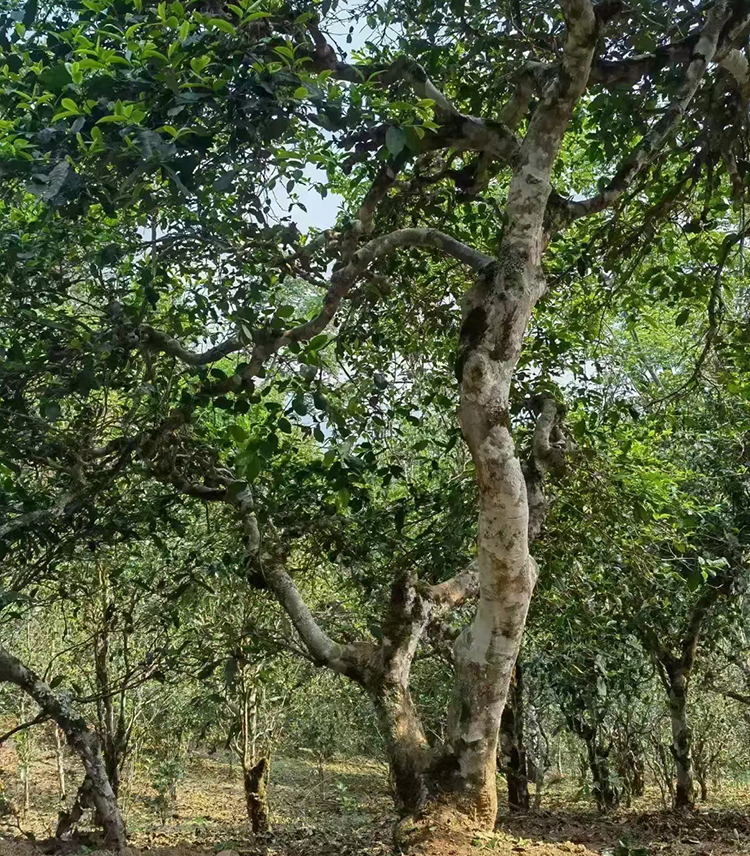 普洱茶树龄 普洱茶树龄