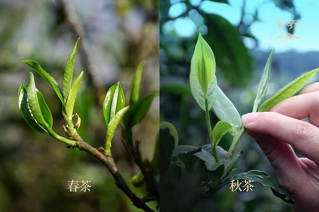 如何从外形上辨别一款普洱生茶是春茶还是夏秋茶