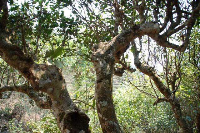 云南普洱古茶树的重要性与文化价值