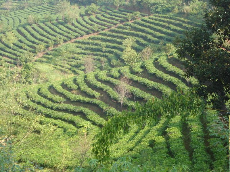 台地茶