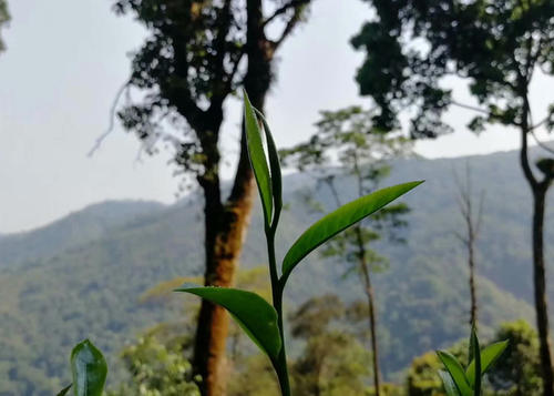 江城茶园分布与普洱茶口感特点