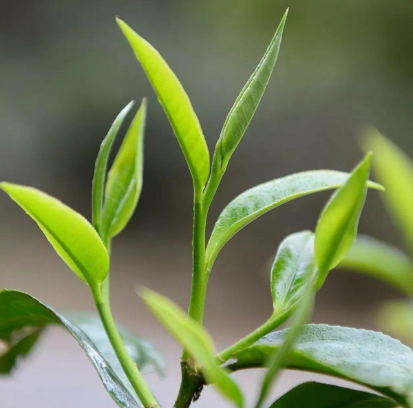 普洱茶的叶芽比例