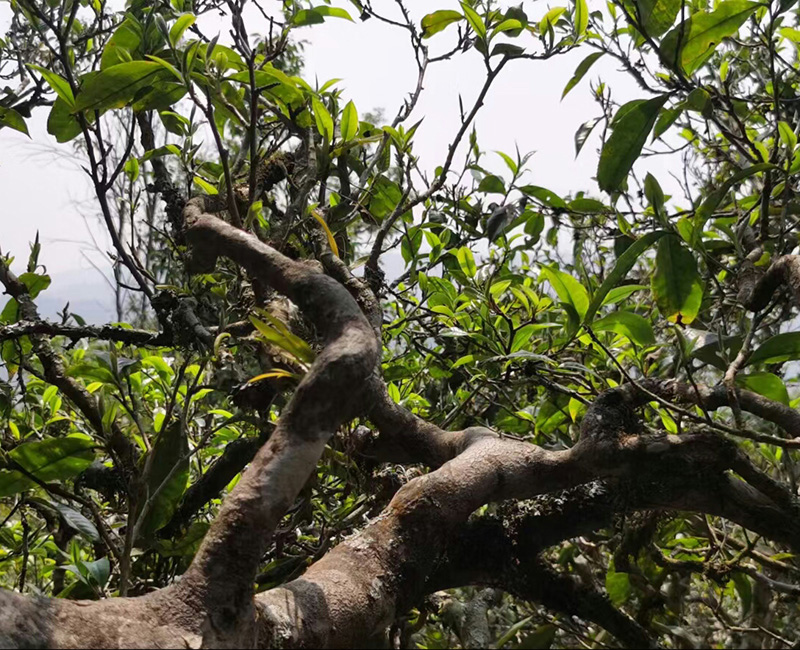 临沧茶区-坝糯古茶山简介和它的普洱茶特点，甘甜质厚