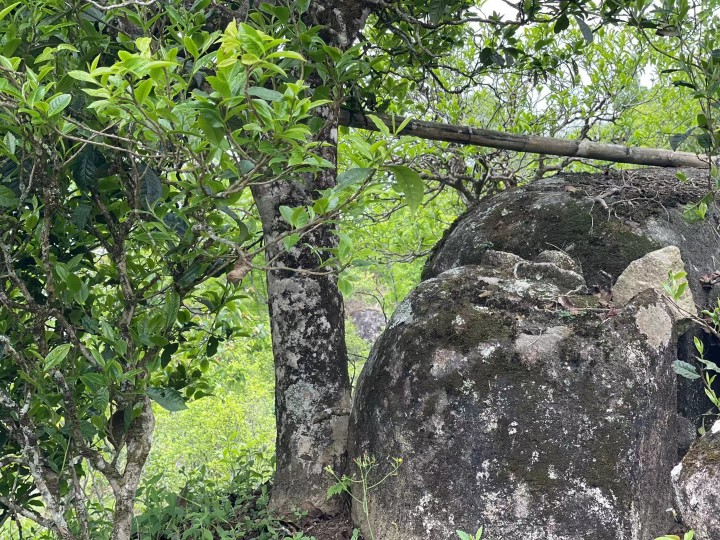 临沧茶区-昔归古茶山简介和其普洱茶品质特点 菌香霸气