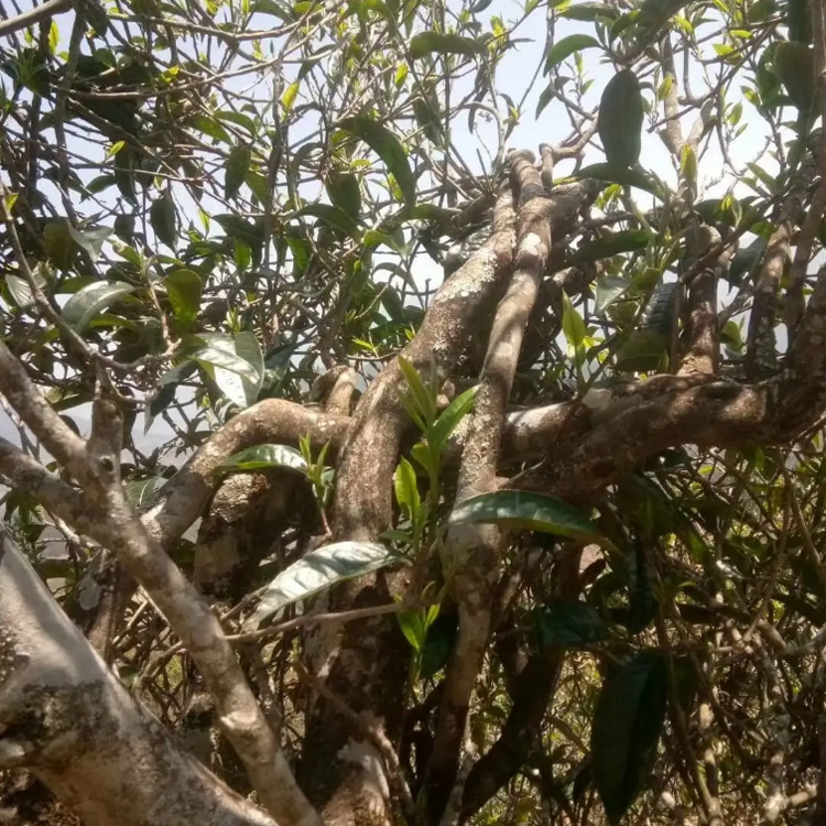 临沧茶区-忙肺古茶山简介和普洱茶特点