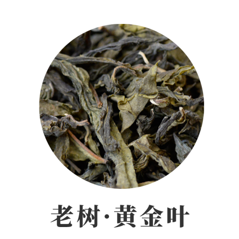 2023年勐库小户赛大树黄金叶1000克 普洱茶散茶 老树普洱茶黄金叶