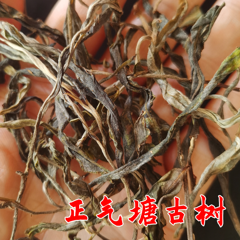 2022年正气塘古树散茶 普洱茶生茶 晒青毛茶香甜喉韵 