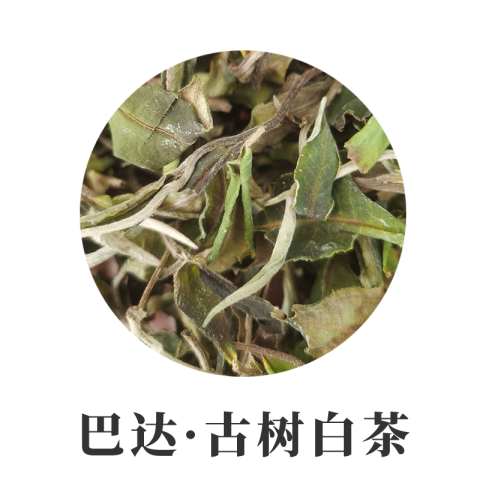 2023年巴达古树白茶500克 白牡丹云南大叶种白茶散茶 滋味香 甘甜